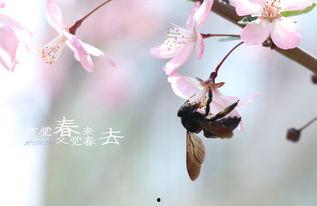 春去春来  第2张