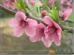 春去春来  第3张